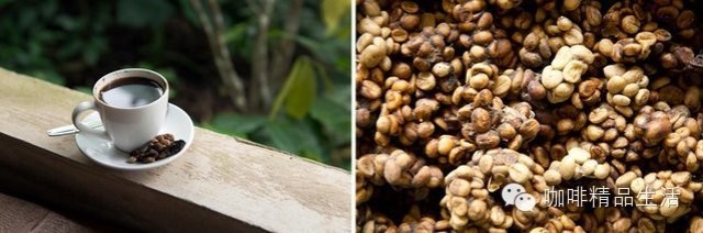【咖啡】遠離貓屎咖啡，停止迫害麝香貓，那屎玩意真不該是人喝的！