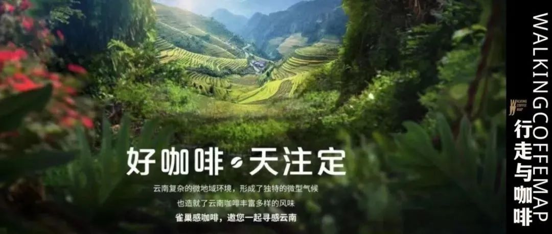 好咖啡 · 天注定 ｜翻越層巒疊嶂，邀您尋味云南咖啡
