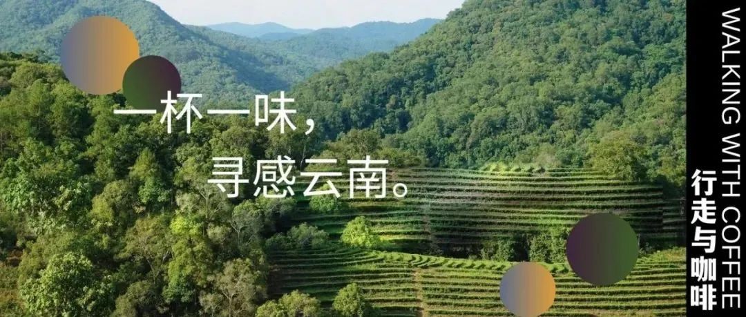 種風味， 段故事，一場特別的云南咖啡風味之旅邀您啟程（重磅福利）