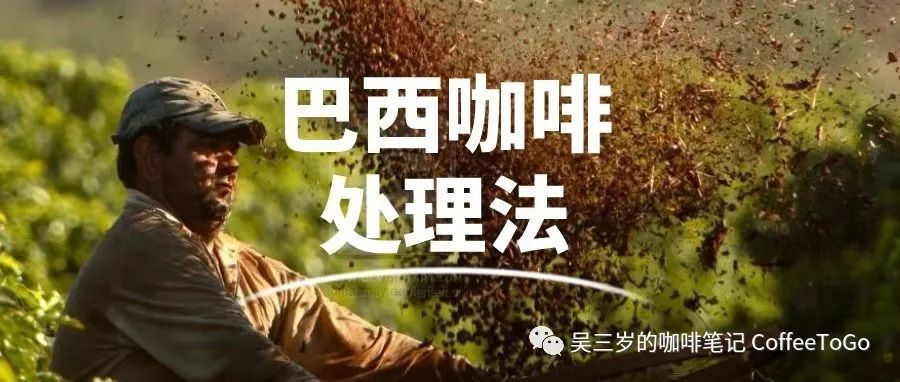 從半日曬、厭氧到添加酵母，巴西咖啡處理法的進化之路